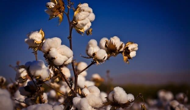 Calcot : How A Nearly Century Old Cotton Co-op Is Reinventing Itself